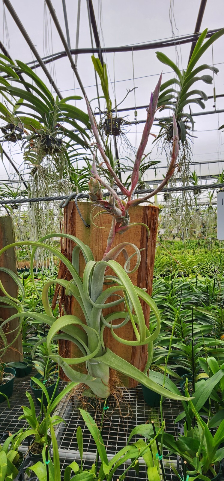 Tillandsia Curly Slim, plaque