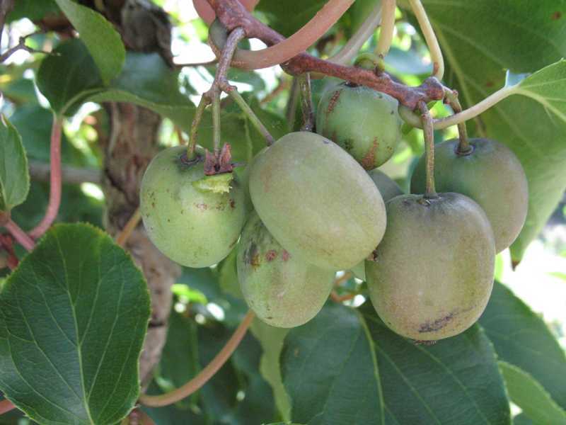 Hardy Kiwi, Actinidia arguta, Vine Seeds