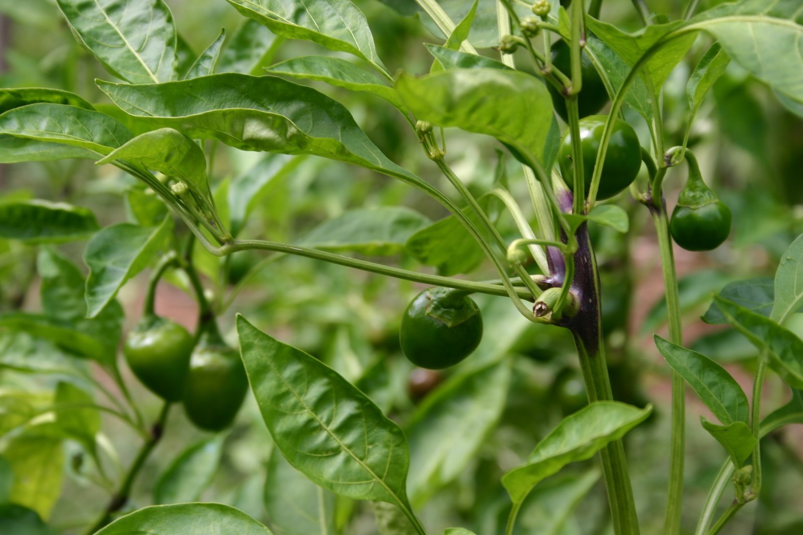 South African sweet piquante peppa-dew pepper seed – 40 seeds