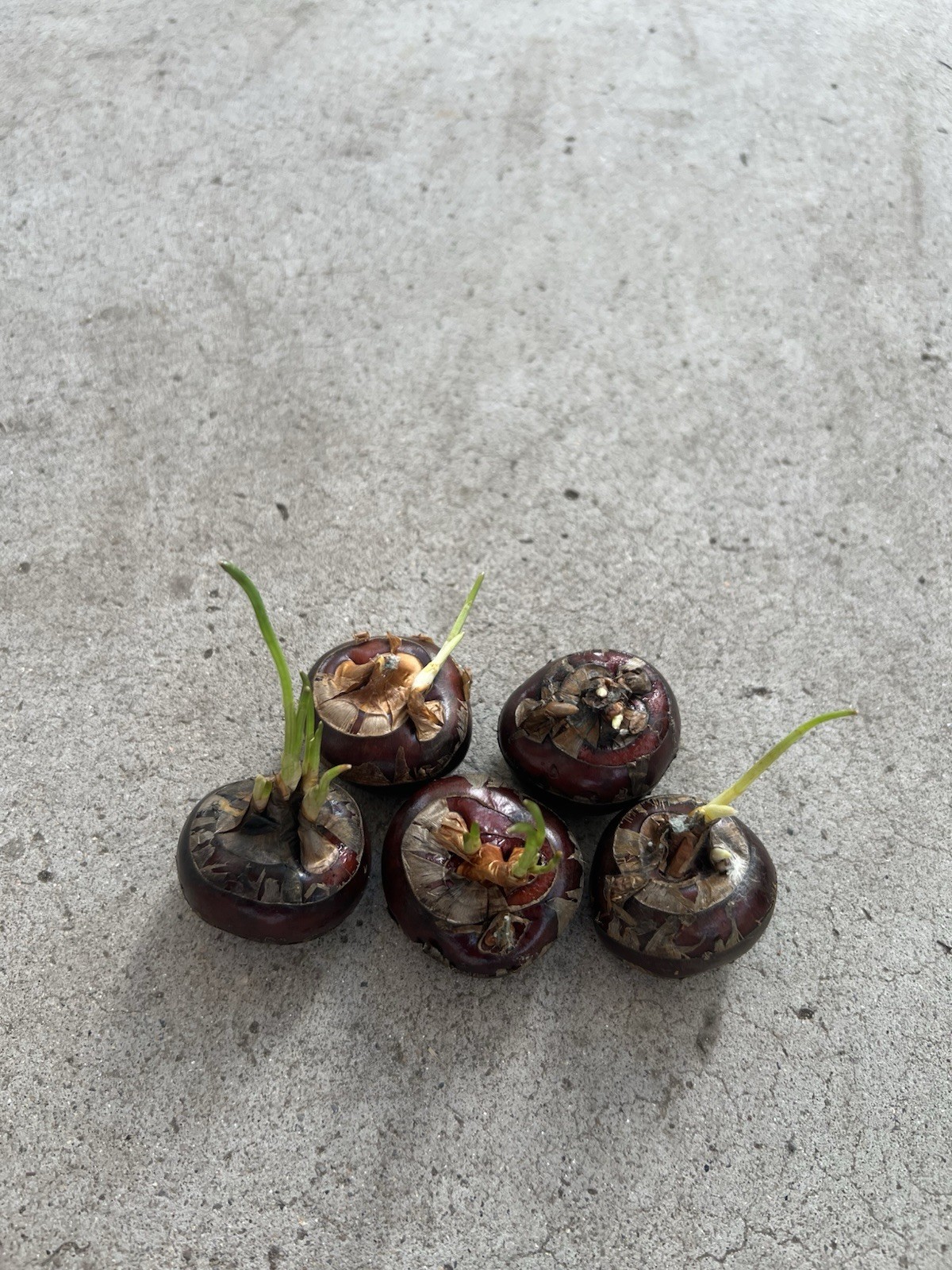 5 Pcs Sprouted Water Chestnut Bulbs Eleocharis Dulcis Ready to Plant