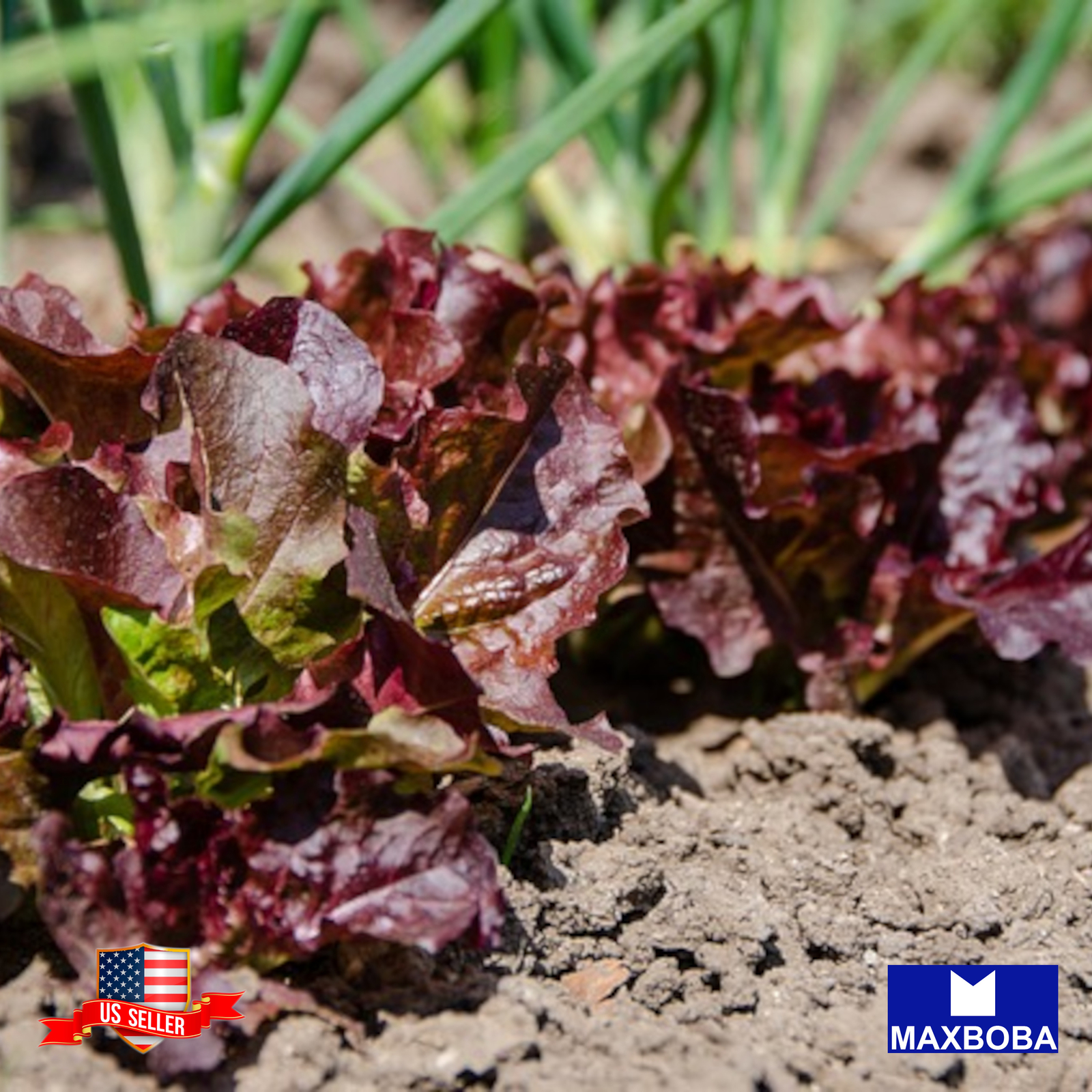 Lettuce Seeds Leaf Oakleaf Red Non-GMO