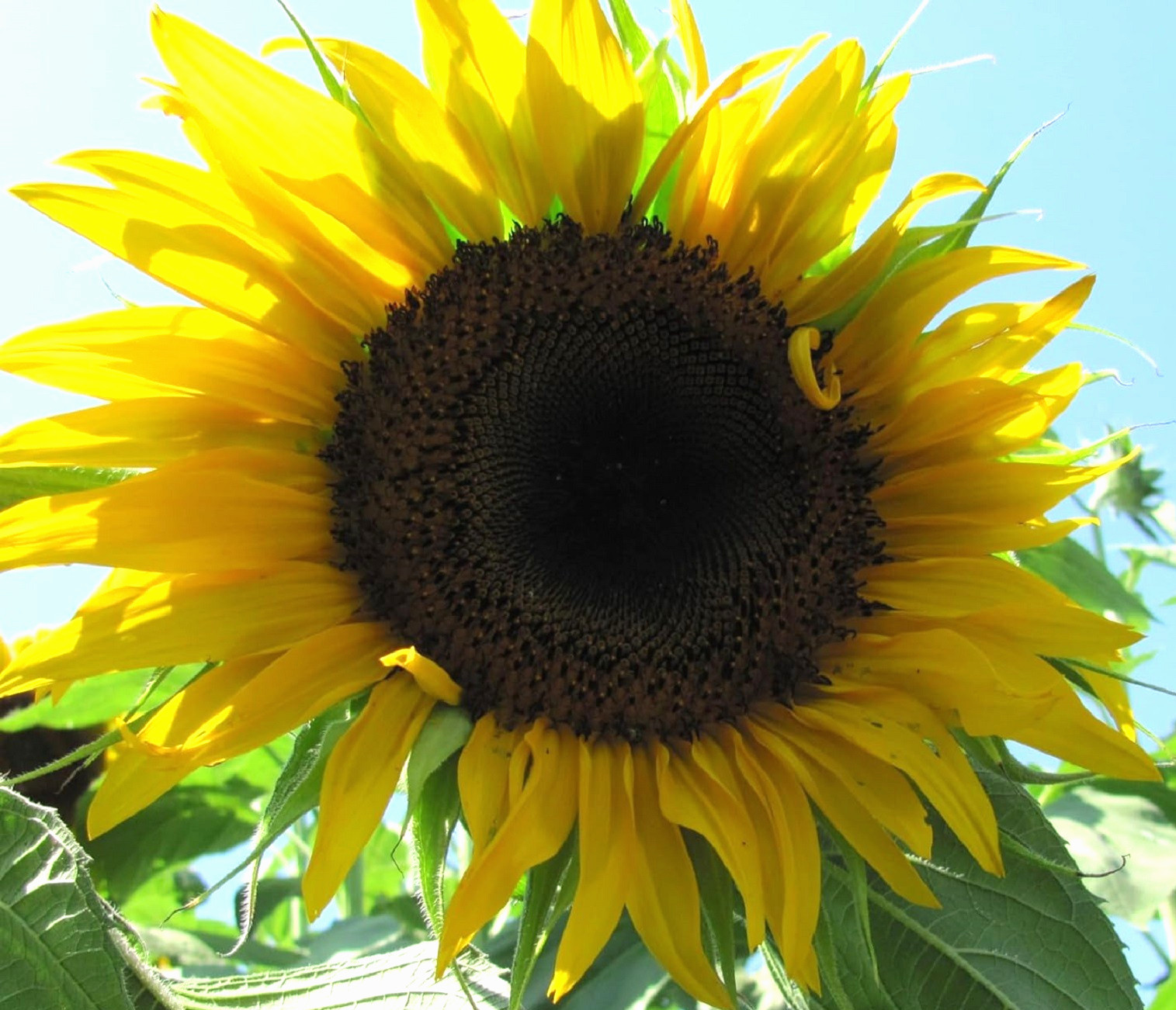 Organic Black Mammoth Sunflower 10 Seeds NON-GMO BUY 4 GET FREE SHIPPING