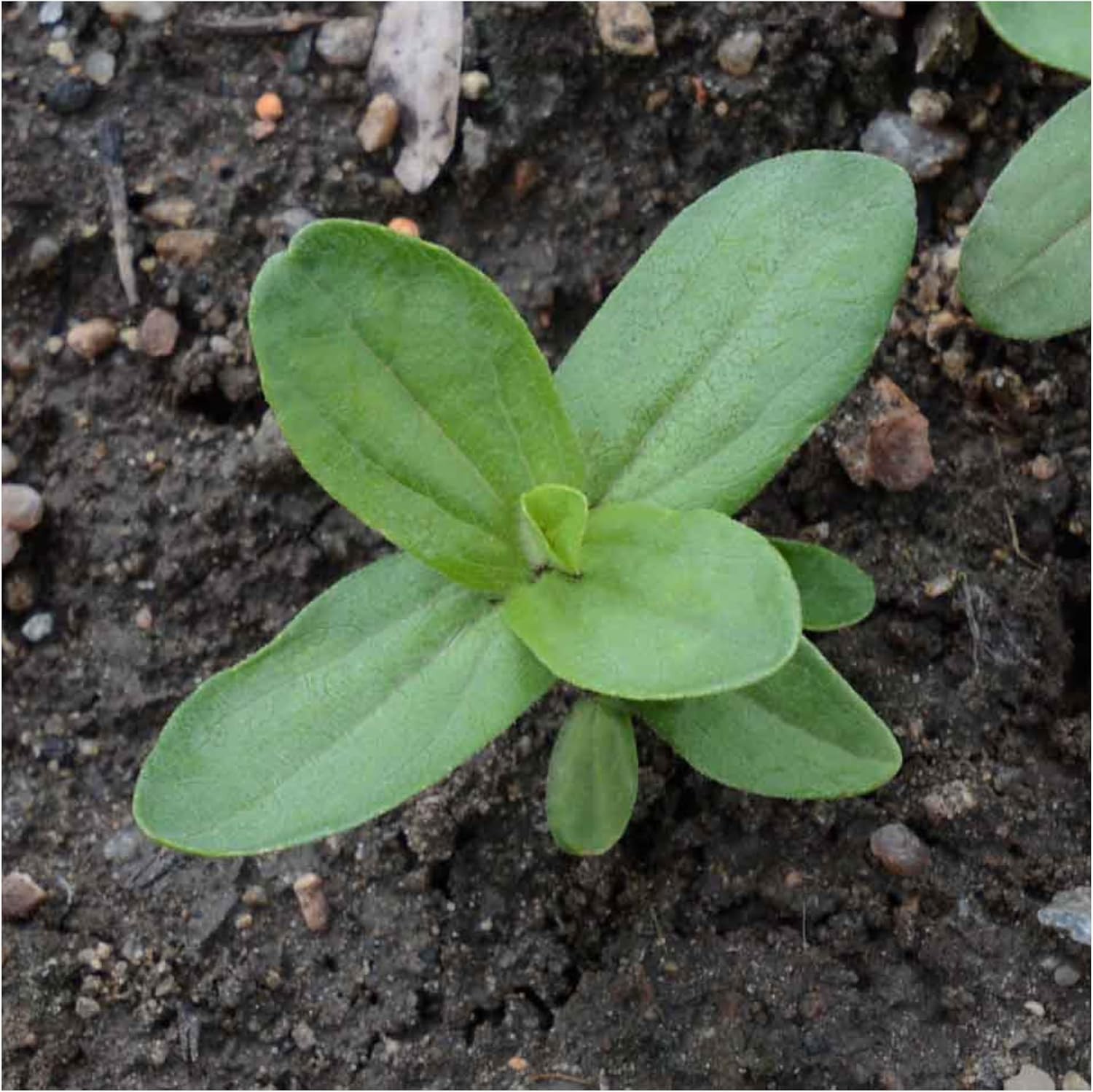 Heirloom Zinnia Seeds – 15+ Varieties, 1,000 Seeds for Cut Flower Gardens