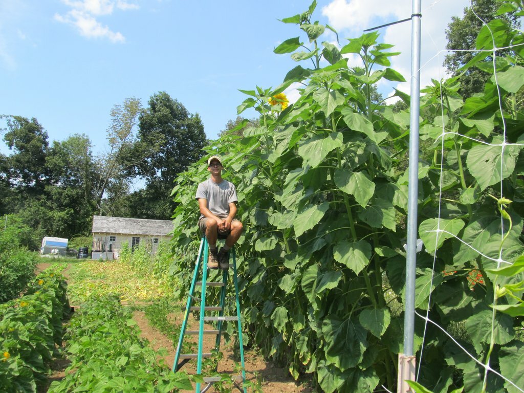 35+SKYSCRAPER SUNFLOWER Seeds 15ft+Tall Giant Mammoth Native Wildflower Easy Fun