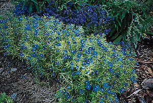 Anagallis Blue Light 2,000 seeds