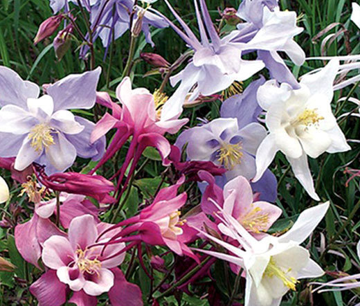 COLUMBINE MIXED COLORS DWARF Aquilegia Vulgaris – 2,000 Bulk Seeds