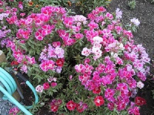 500 MIXED COLORS GODETIA Clarkia Amoena Pink Red White Blue 2 Tone Flower Seeds