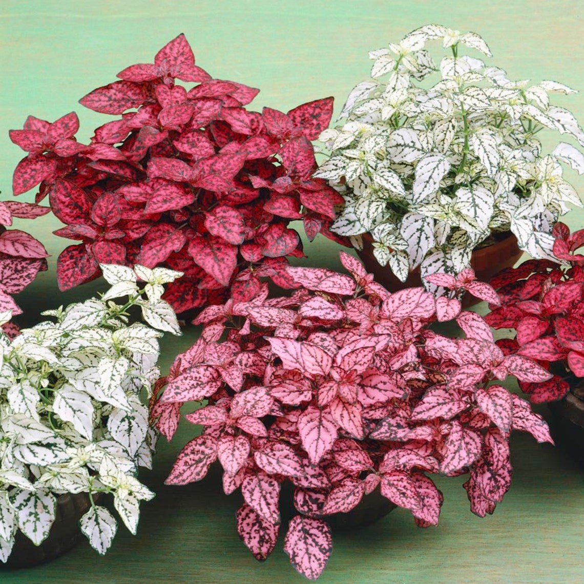 Hypoestes Splash Seeds Mix – Polka Dot Plant – 50 Seeds