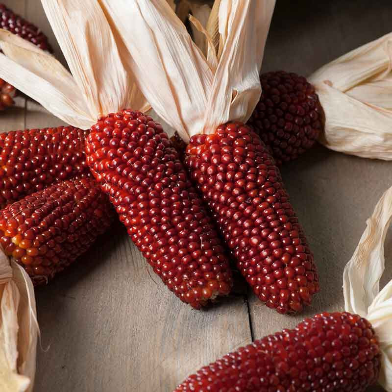 Amish Red Popcorn Seeds (50) / ORGANIC / SUPER RARE / DELICIOUS