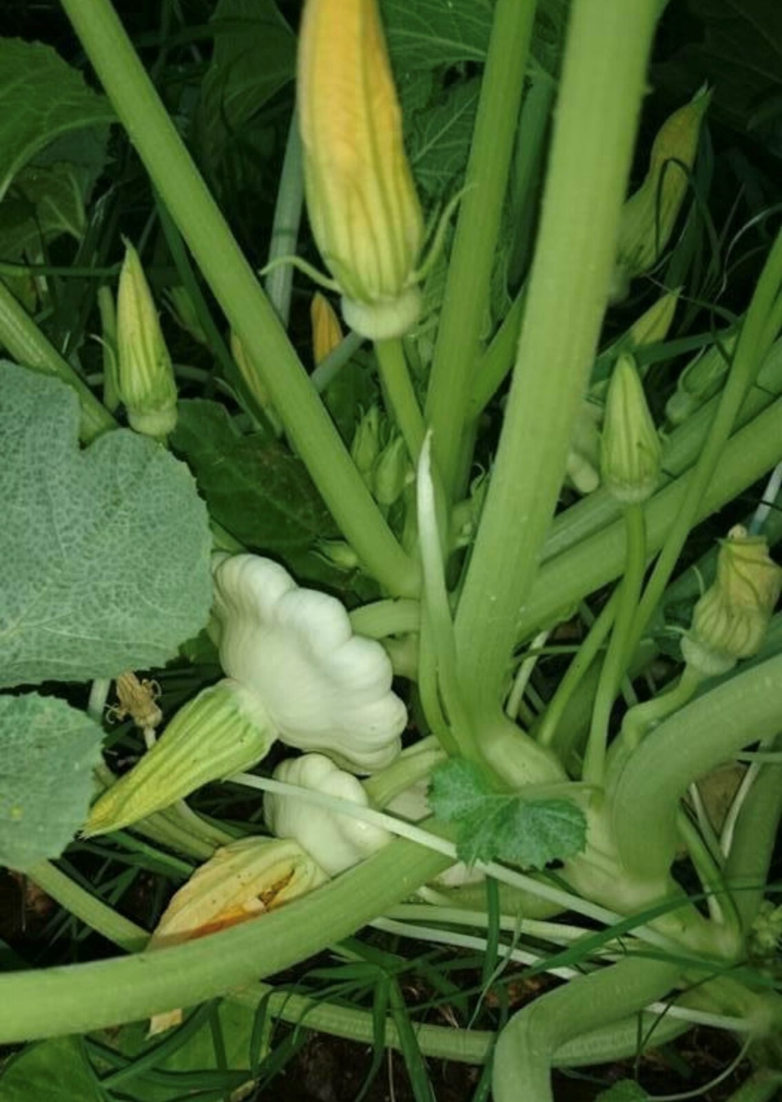 Summer Squash Collection | Seeds