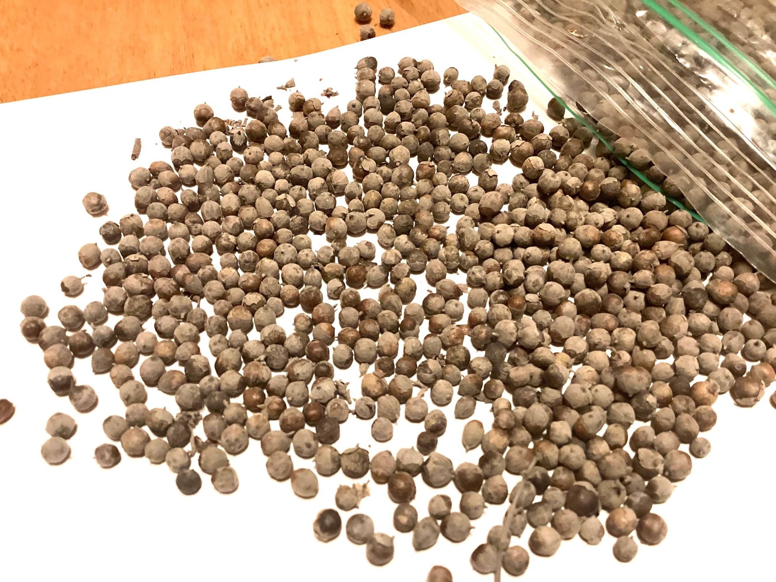 Chaste Tree Seeds (Vitex Angus Castus) Lilac Chastetree Garden Shrub