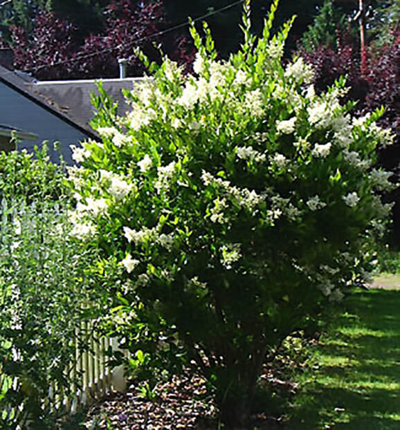 Privet Shrub, Ligustrum vulgare Seeds (Fast, Hardy, Fragrant, Hedge)