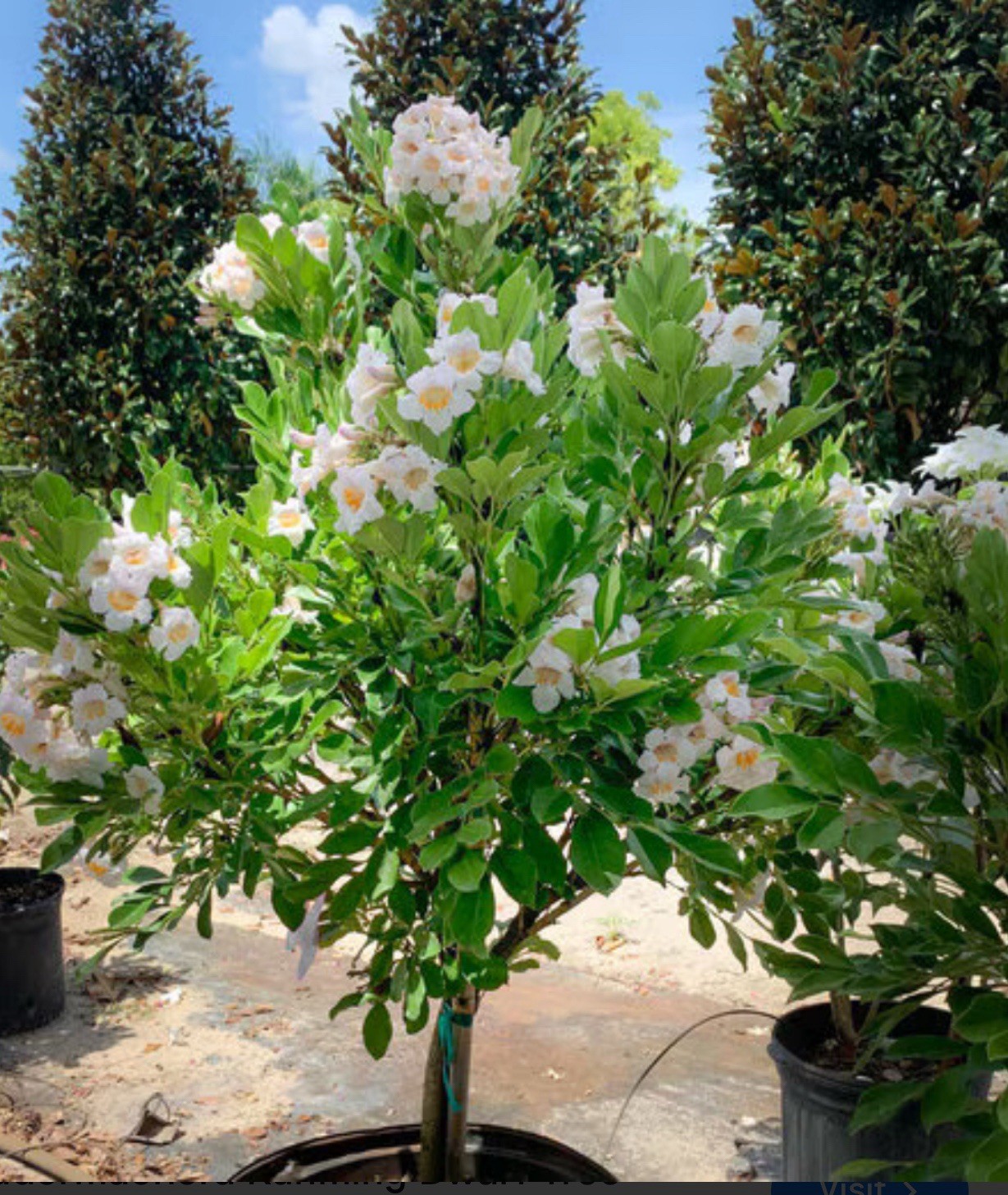 4″Pot of Dwarf Asian Tree Jasmine-RADEMACHERA KUNMING -AKA Dwarf Tree Jasmine