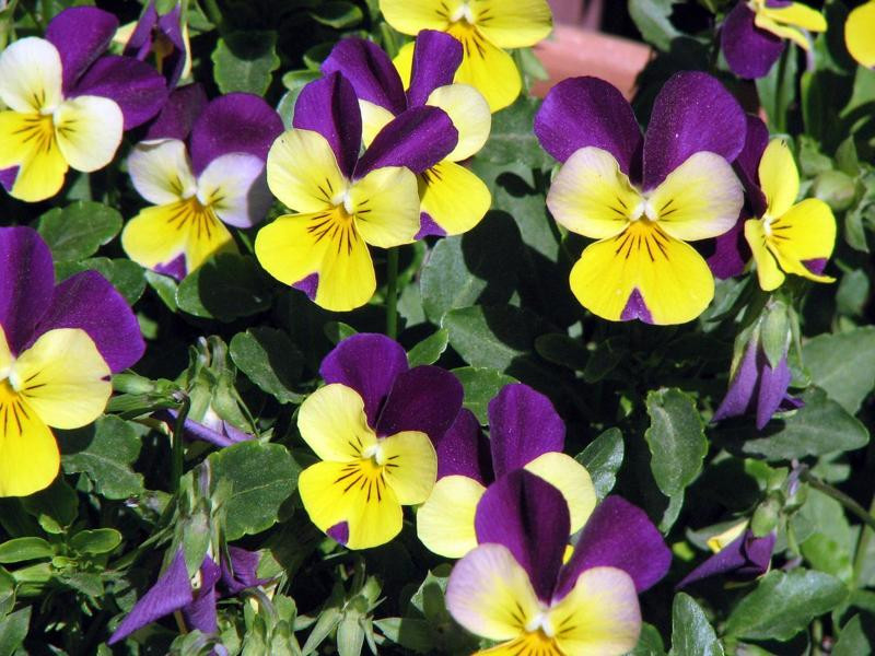 250 Johnny Jump Up Seeds ORGANIC – VIOLA FLOWER SEEDS ** FREE S/H **