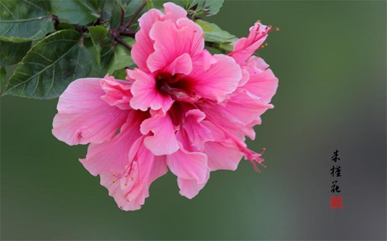 20 EXOTIC RARE HIBISCUS SEEDS for garden flower beds plant bush USA SELLER USPS
