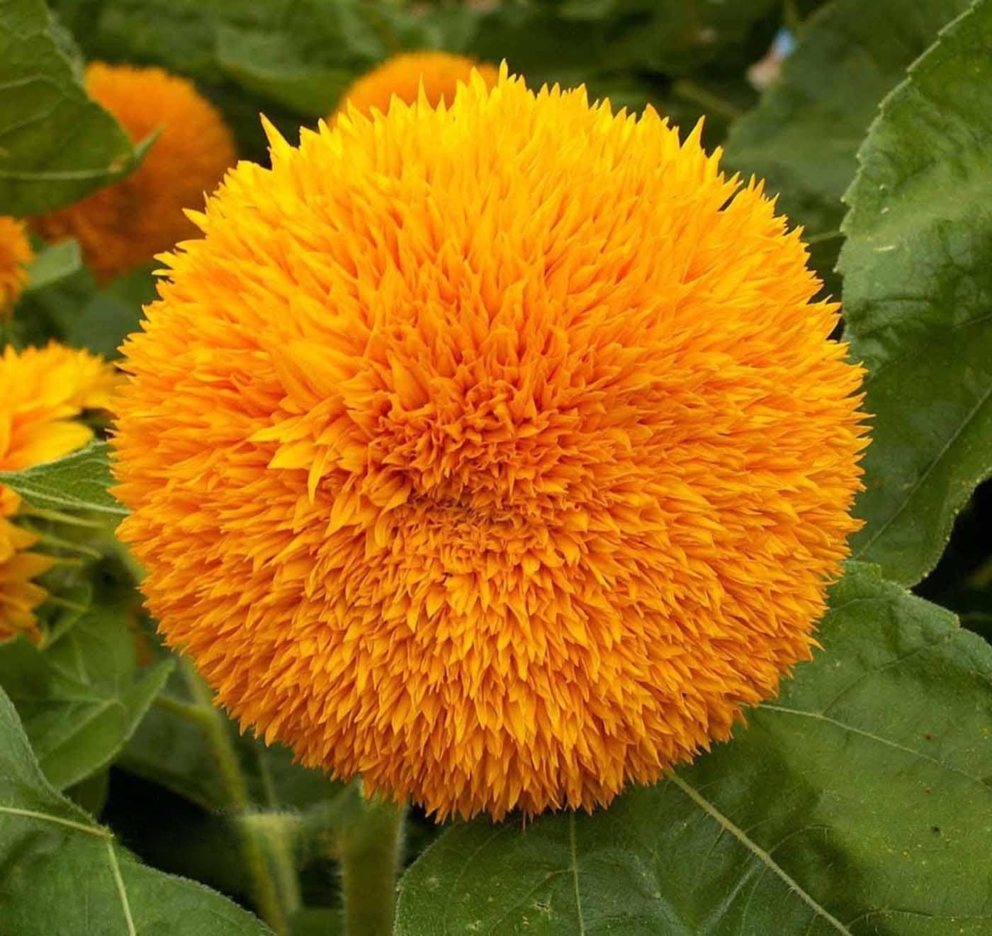 Dwarf Sunflower Seeds Box Garden Seeds LLC Double Petal Annual Easy Grow