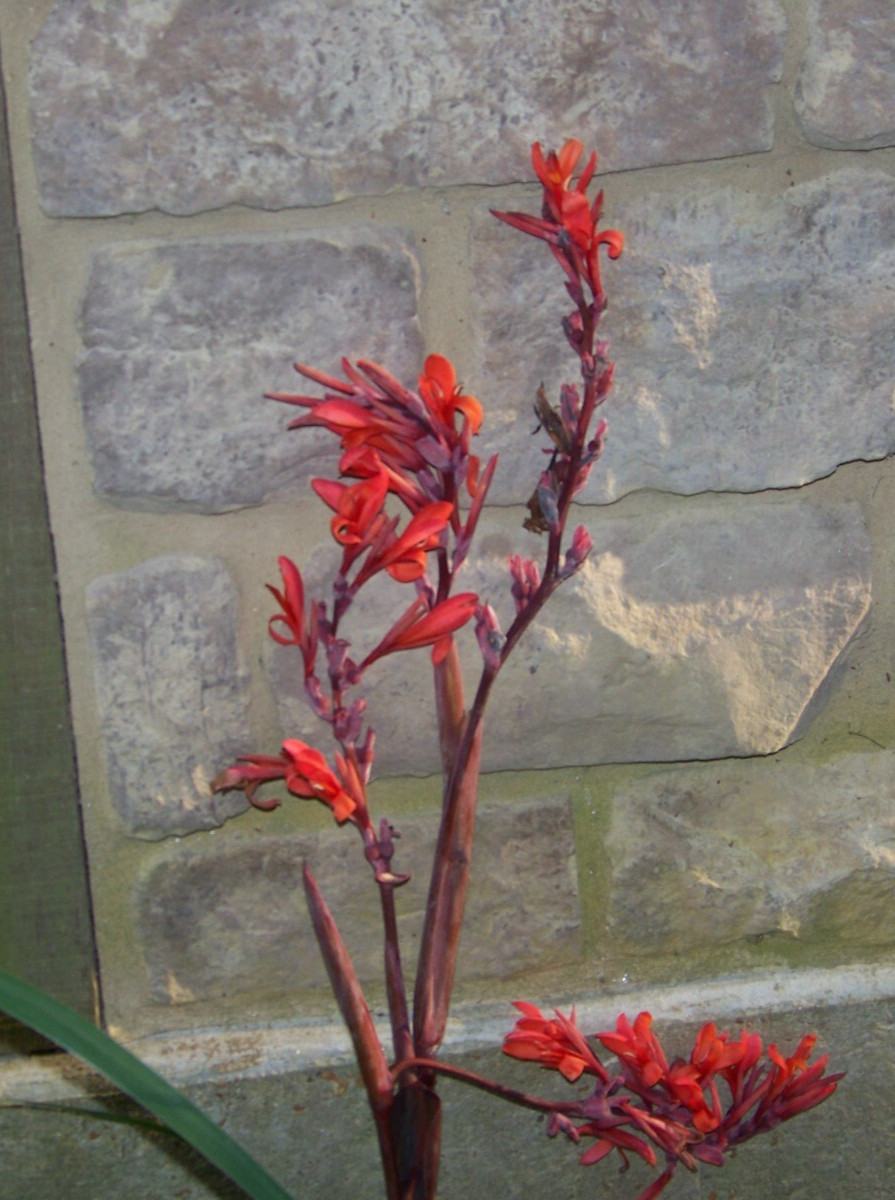 5 Canna Lily Bulbs – Red Blooms – Burgundy / Green Leaves