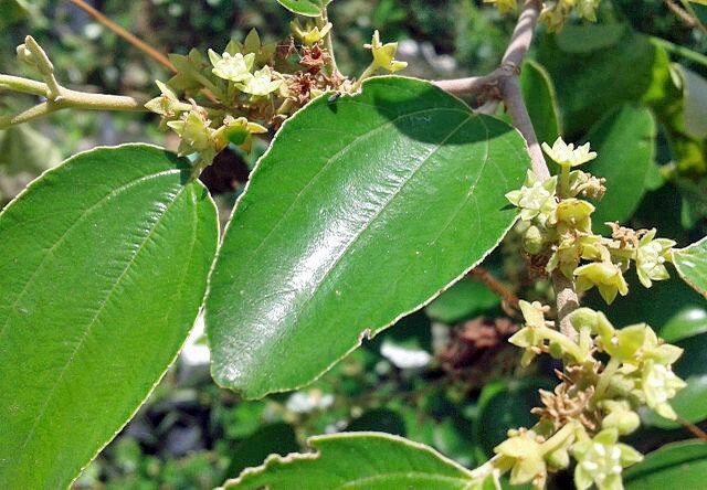 Ziziphus nummularia | Jujube | 5 Seeds