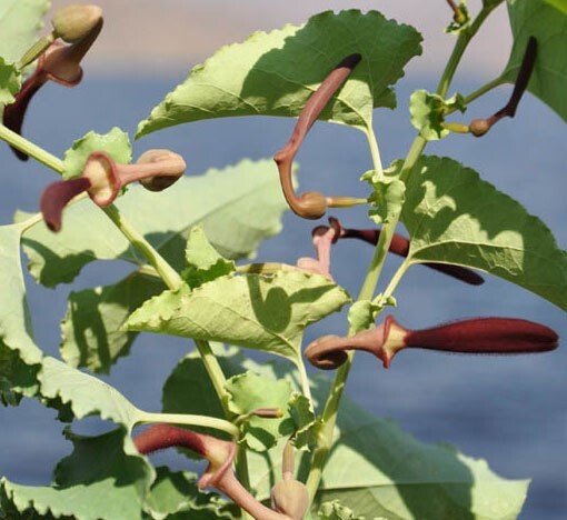 Aristolochia bracteolata | 50_Seeds