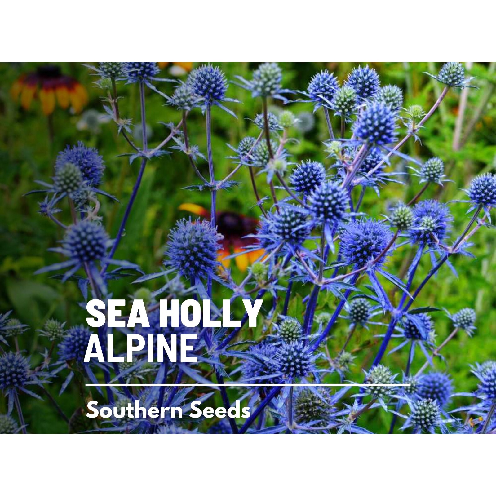 Sea Holly, Alpine – 25 Seeds – Heirloom Plant, Unique Blue Thistle Flowers, Drou