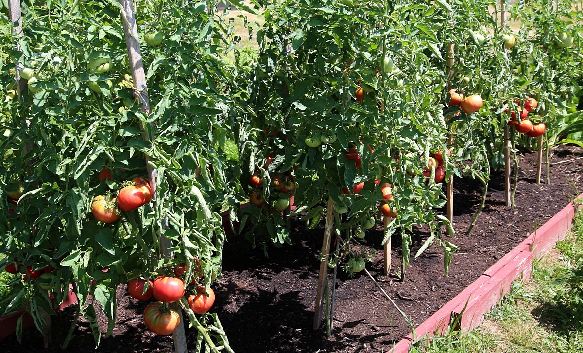 30 Miracle of Siberian Land TOMATO Seeds