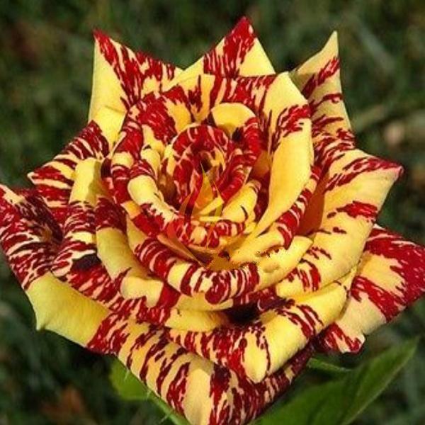 George Burns Rose Bush 20 or 100 Seeds~Rare-Free Shipping-USA Seller