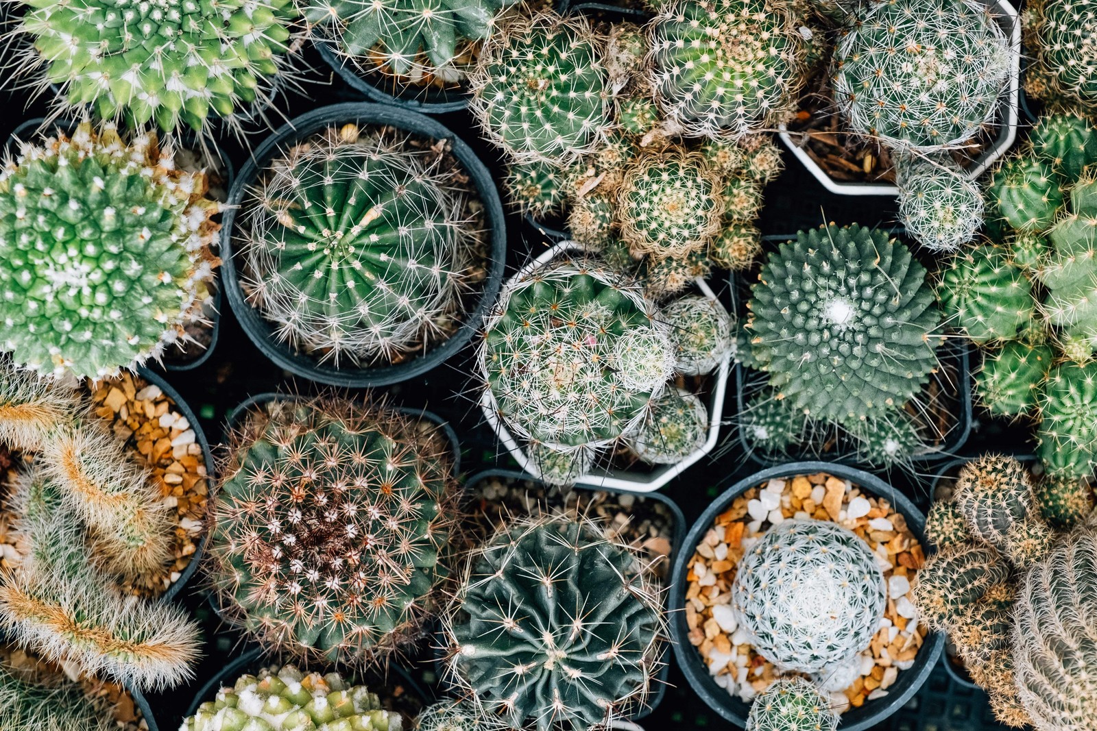 50 CACTUS MIX ‘FINEST MIXED’ Succulent Flower Seeds *Flat S/H