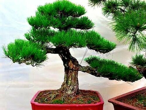 20 JAPANESE BLACK PINE TREE SEEDS (Pinus thunbergii) “Easy & Famous for Bonsai”