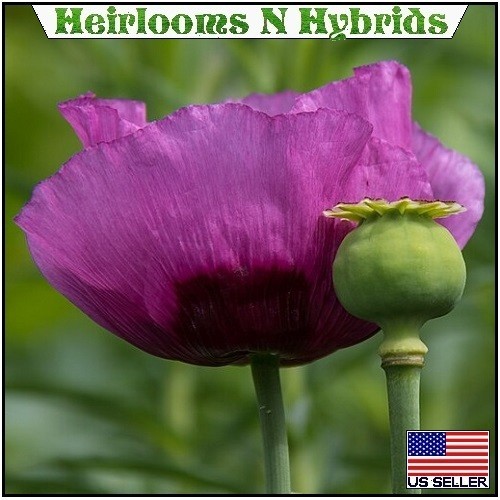 20,000+ Imported Hungarian Papever Somniferum Poppy Seeds For Organic Planting