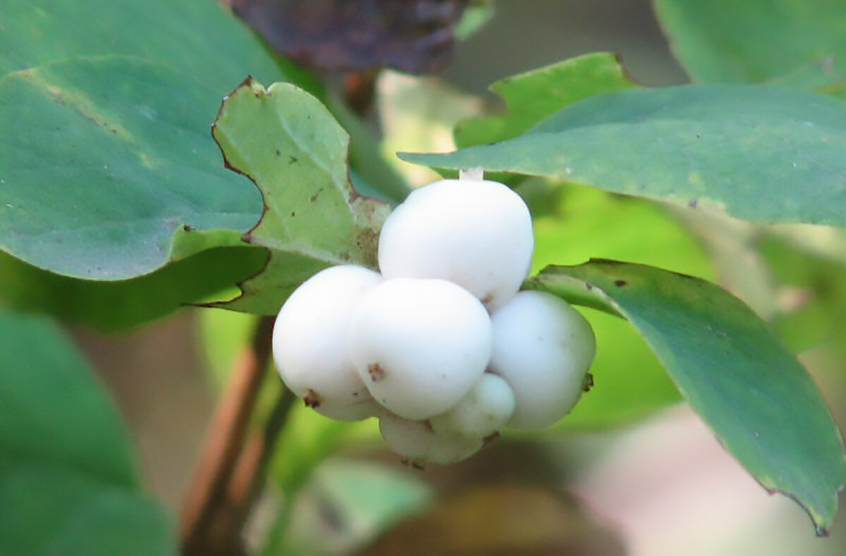 Snowberry Shrub, Symphoricarpos albus, Seeds (Fast, Hardy, Ornamental Fruit)