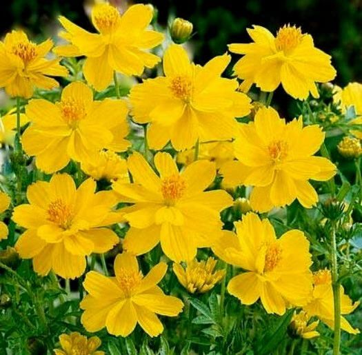 Cosmos Seeds Tall Yellow Sulphur 100 Ct Flower Garden ANNUAL USA FREE S&H