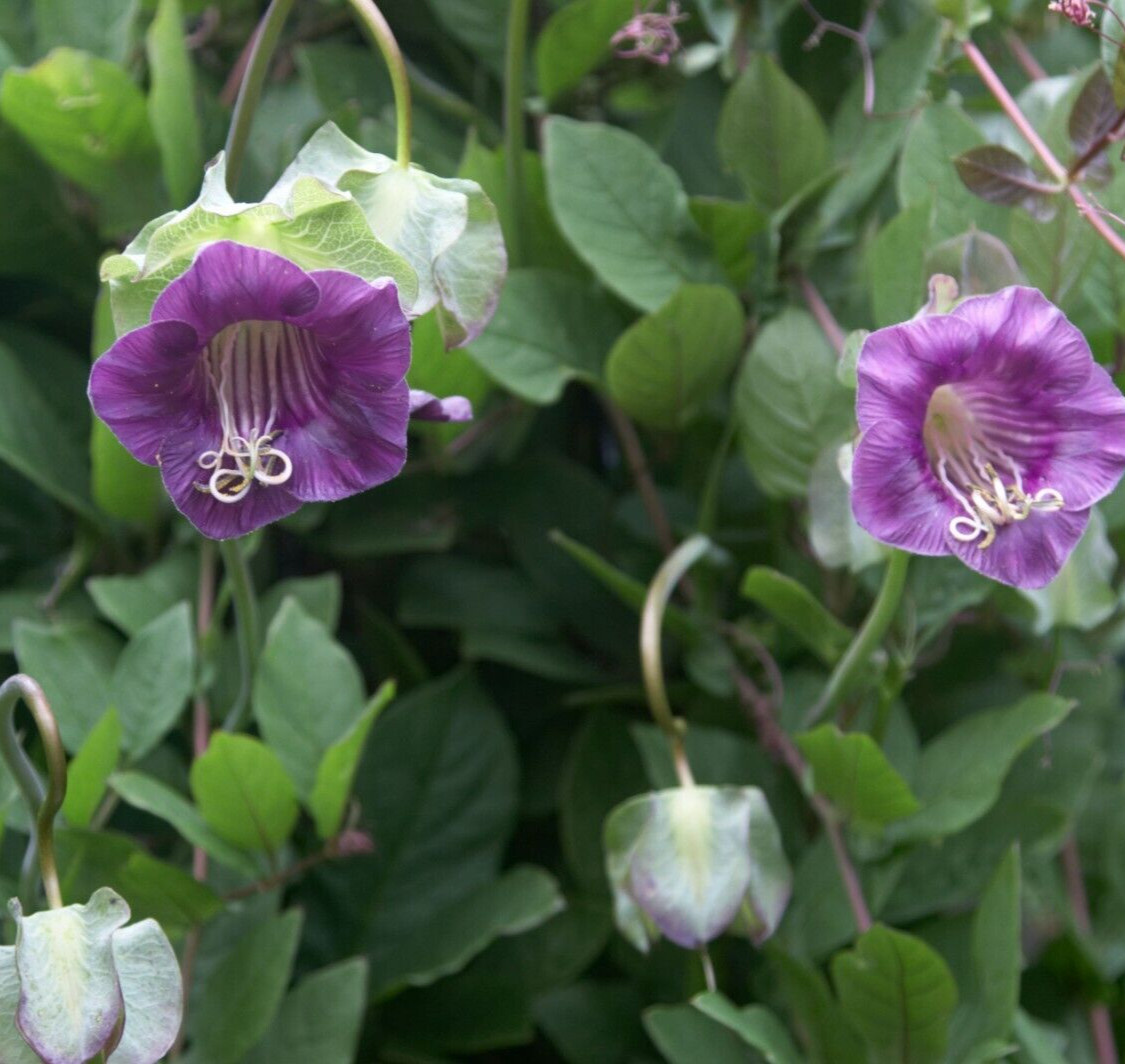Cobaea violet Cathedral Bells Vine Cup & Saucer Flower 5 Seeds