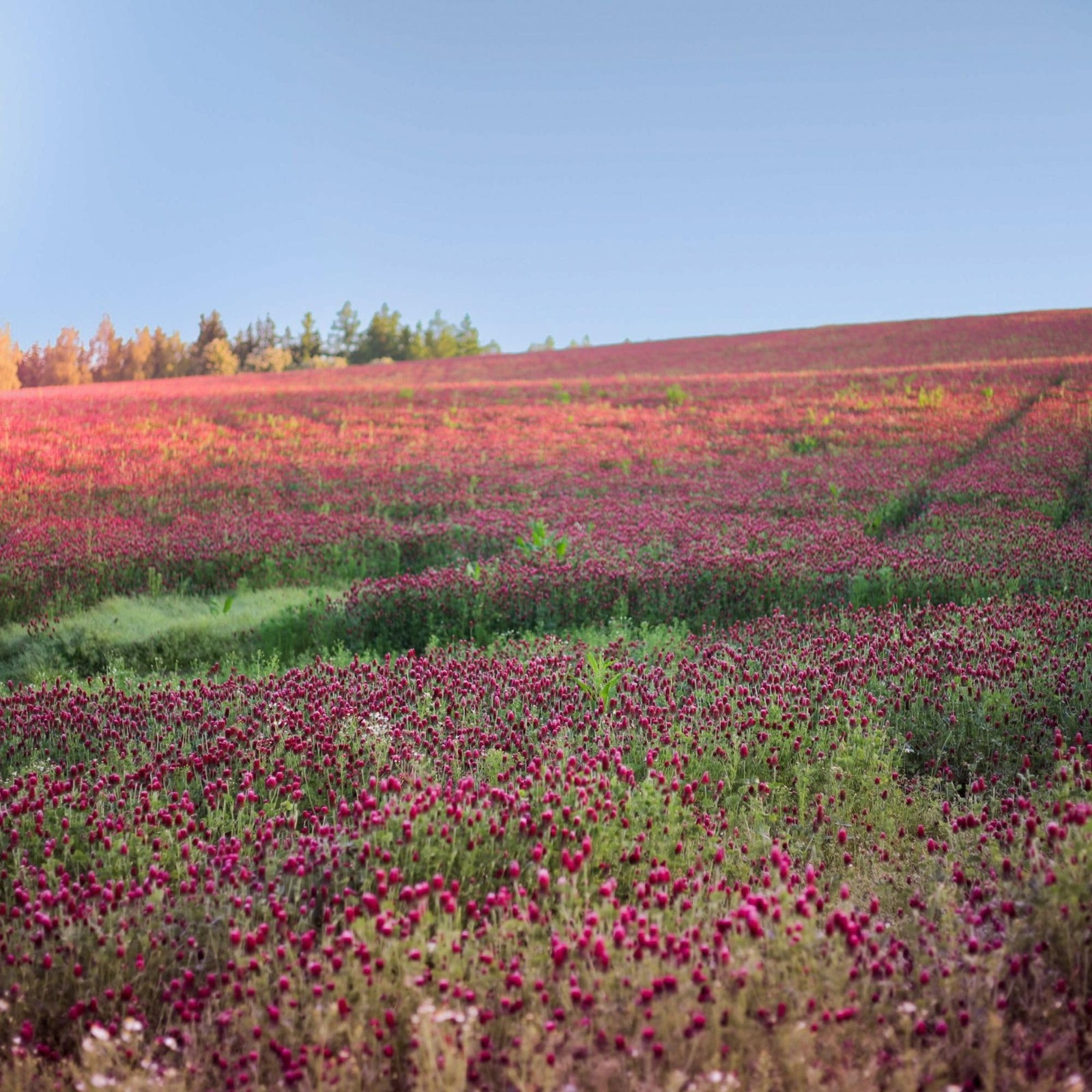 5 Lb Non Gmo Crimson Clover Seeds For Planting Nitrogen Fixing Heirloom Seed