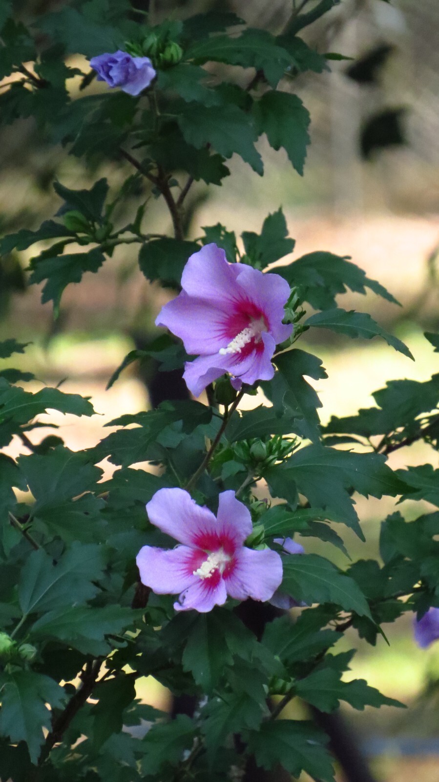 50+Purple Rose Of Sharon(Hibiscus syriacus/Aphrodite Althea/hardy hibiscus)Seeds