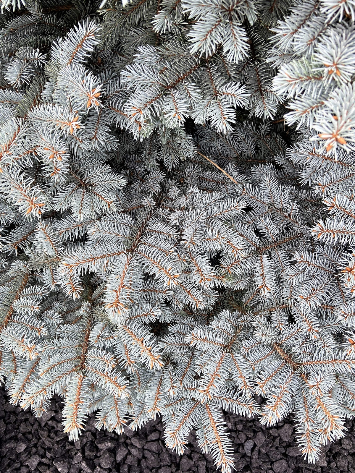 Grow Your Own CHRISTMAS TREE Colorado Blue Spruce Picea Pungens Gift Seed Packet