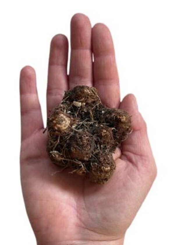 2ct. Caladium Pink Sky Bulbs