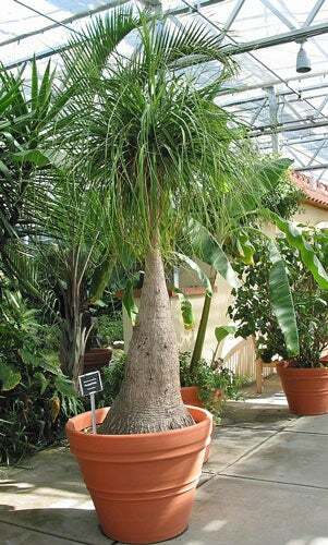 Beaucarnea recurvata | Ponytail Palm | Bottle Palm | Elephant’s Foot | 20 Seeds