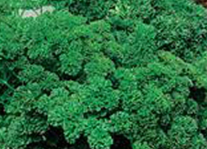 Curly Parsley One Ounce Herb Seeds, for 2026 Planting