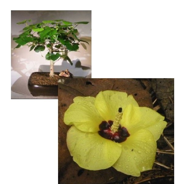 Flowering Sea Hibiscus Bonsai Tree 12″H Indoor Hibiscus Tiliaceus Live Plant