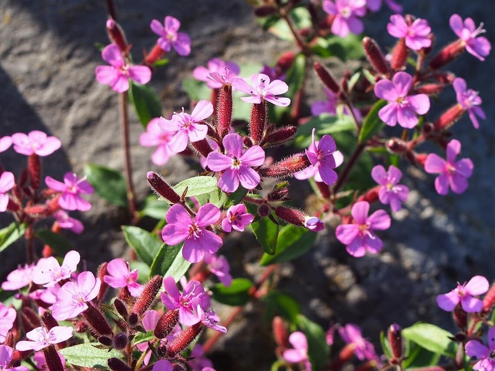 300pcs Pink Rock Soapwort Seeds Groundcover Trailing Container Baskets