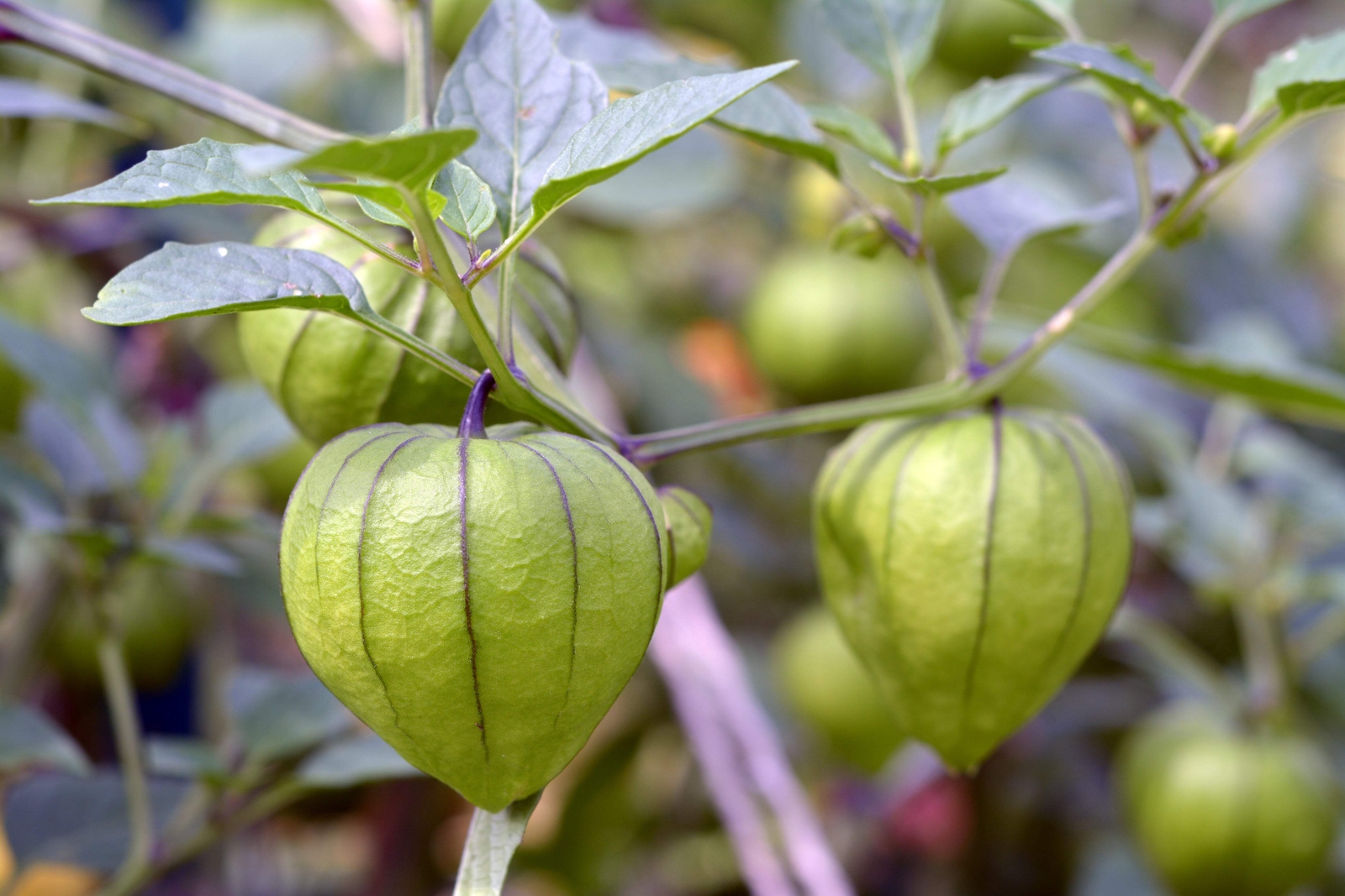 200 GRANDE Rio VERDE TOMATILLO Green Physalis Ixoxcarpa Vegetable Seeds