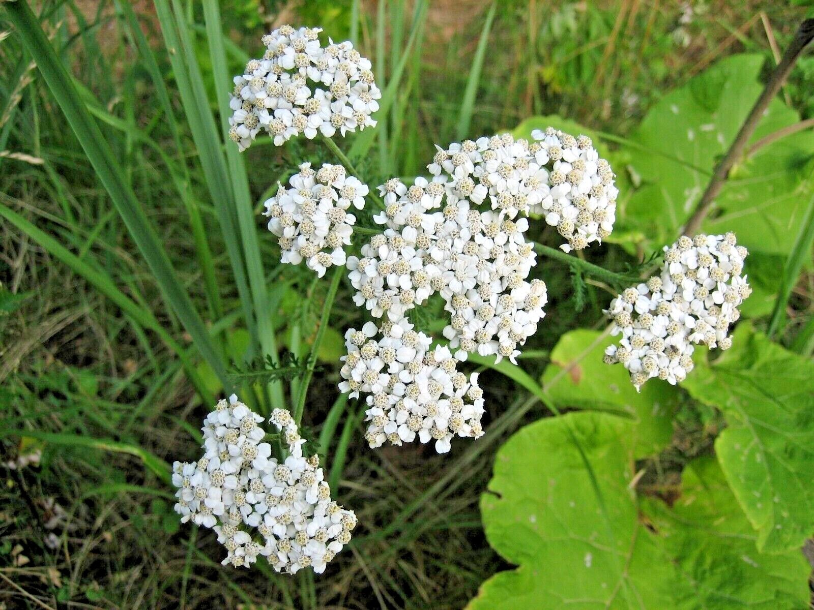 500 ACHILLEA MILLEFOLIUM Seeds *FREE Shipping!* White Yarrow Herb Flower Seeds