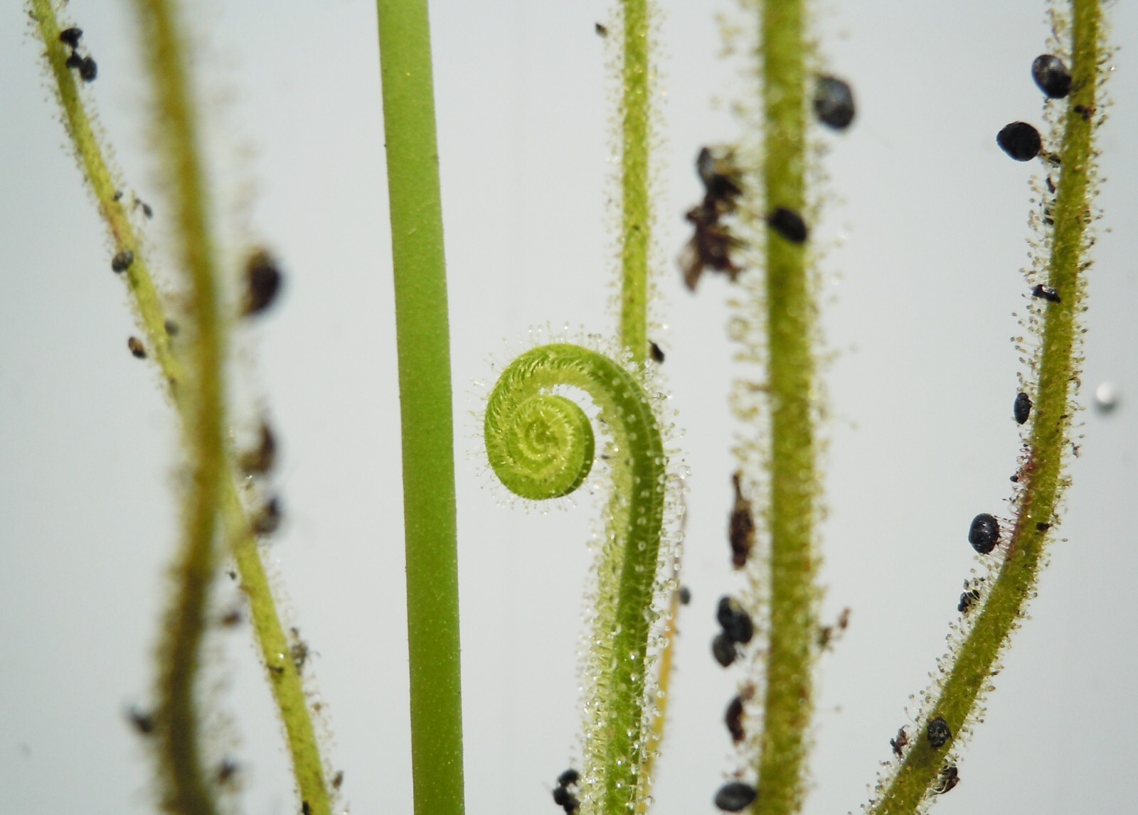 Live Carnivorous Plants – Drosera Tracyi Southern Threadleaf Sundew