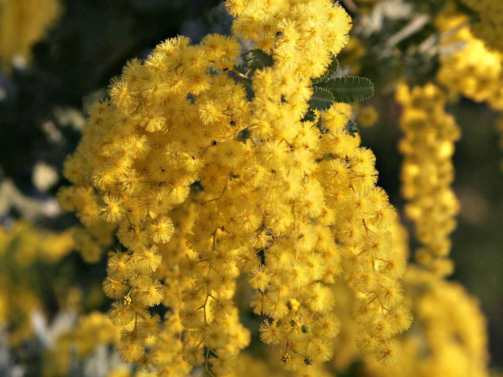 Acacia Baileyana Seeds – Golden Mimosa – Yellow Wattle Tree – 10, 25, or 50 Seed