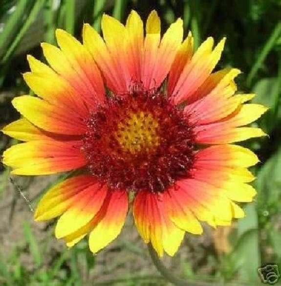 30+ Torchlight Gaillardia Aristata / Perennial Flower Seeds