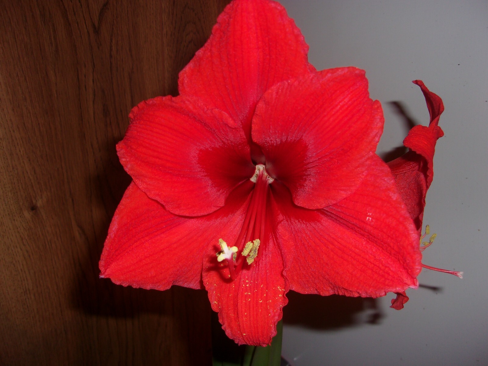 1 cross pollinated amaryllis bulb Hippeastrum Red Lion X Lilly 6-12 cm. circum.