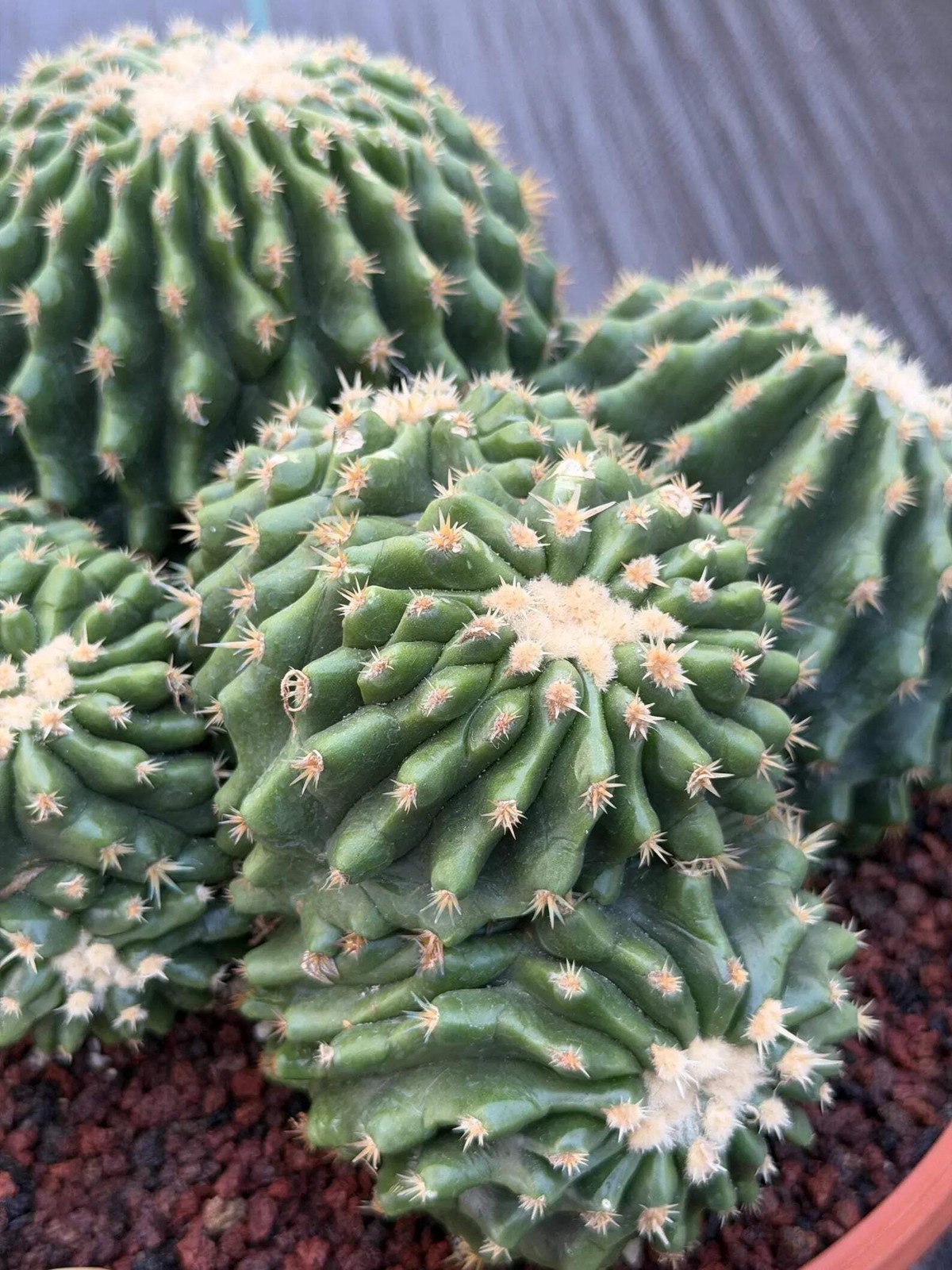 Crested Echinocactus Grusonii Inermis | Rare Short Spine Cluster Live Cactus