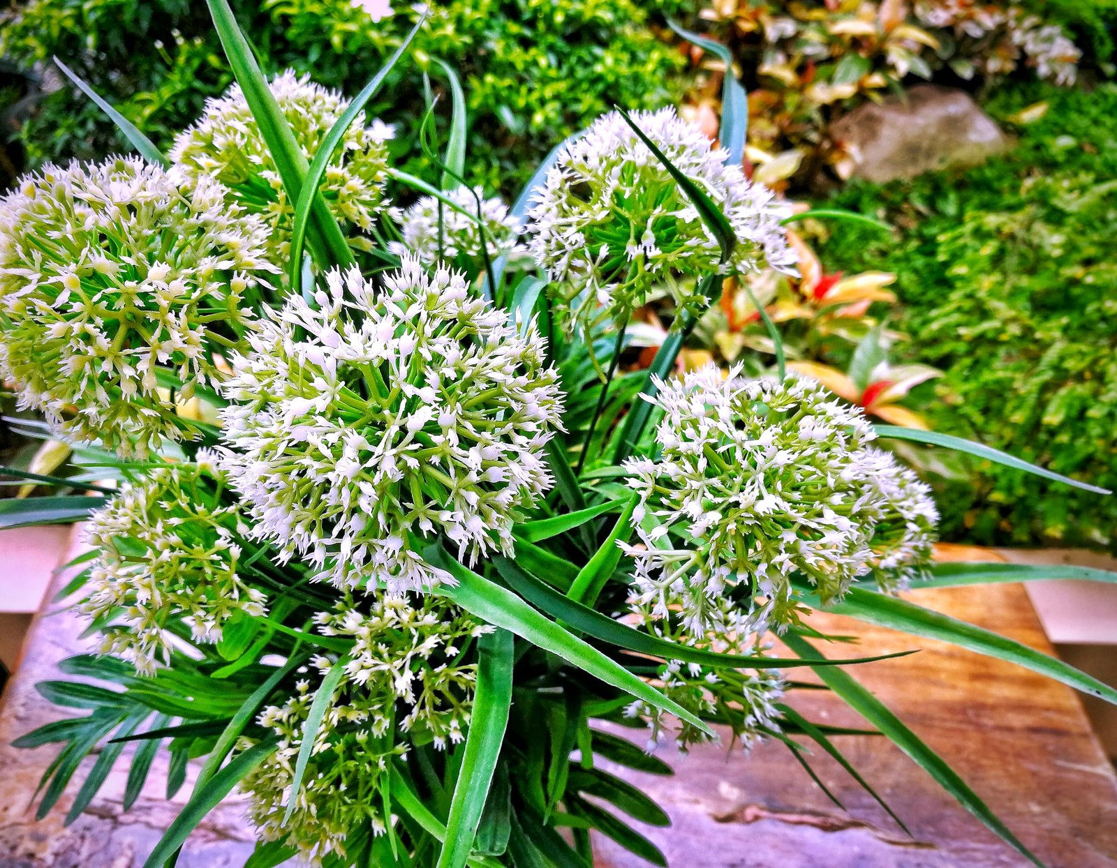 Seeds Wild Garlic 100+ Seeds to Grow Allium Ursinum Ramsons Long-Lived Perenn…