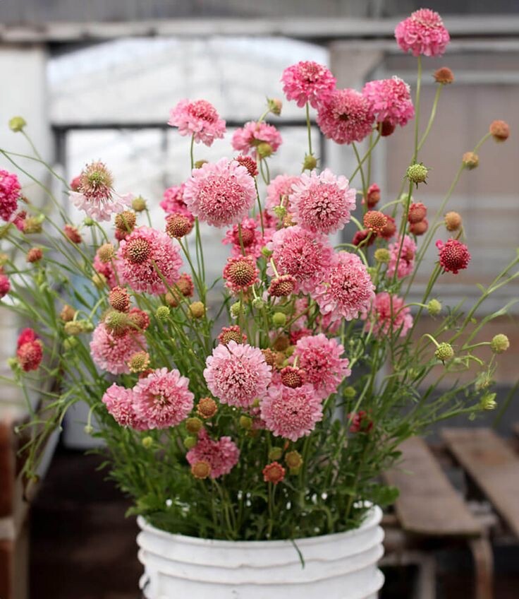 Pink Scabiosa Pincushion Flower 50 seeds fresh crop