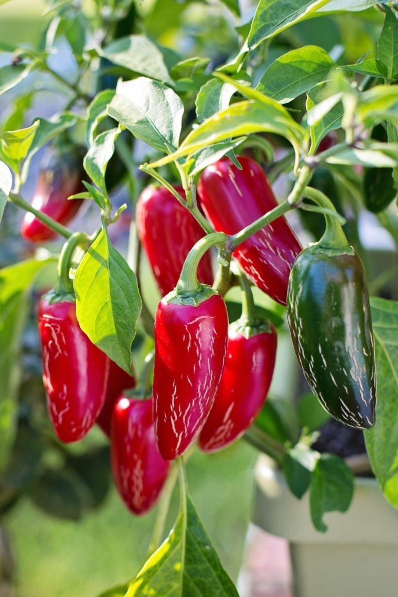 2025 Award-Winner | Jalapeno Pepper Seed Pack | Non-GMO. High Germ Rate!
